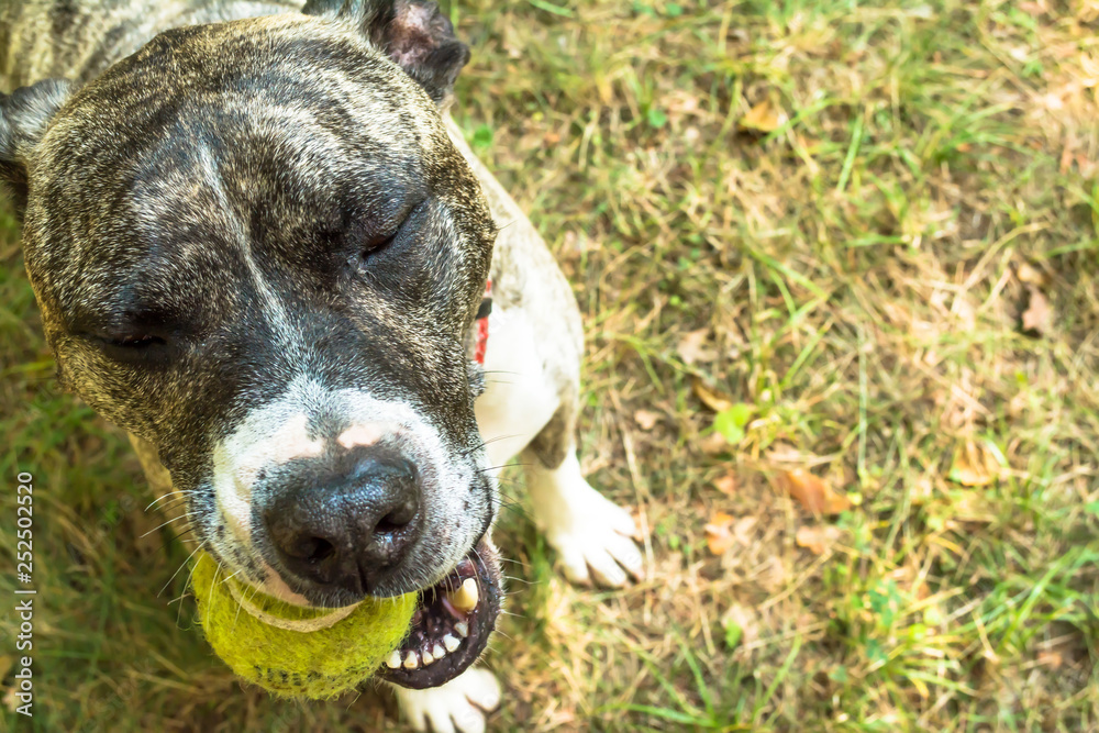 Dog breed Boerboel with a tennis ball in his teeth on nature in the park in summer close-up Dog breed Boerboel with a tennis ball in his teeth on nature in the park in summer close-up