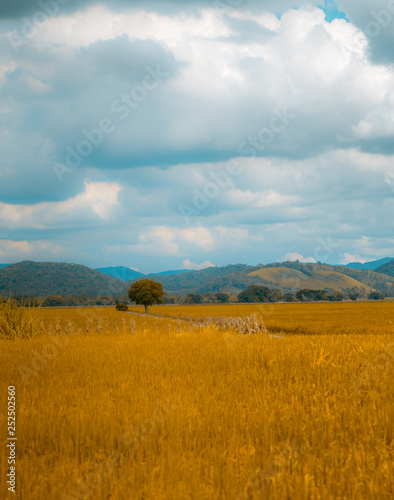 Rice plantation 