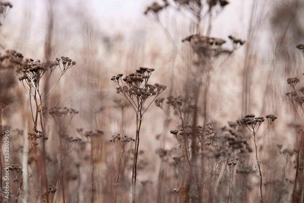Obraz premium Dried up fall flowers in a meadow