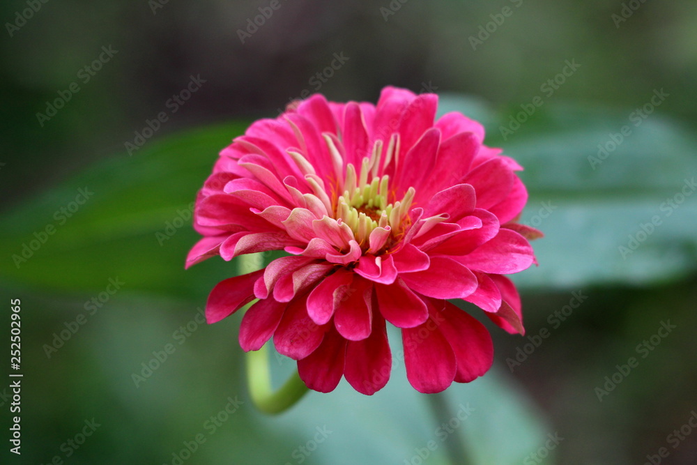 Amazing multi layered Zinnia flower with fully open blooming layered pink petals with white center surrounded with green leaves in local garden on warm sunny day Amazing multi layered Zinnia flower with fully open blooming layered pink petals with white center surrounded with green leaves in local garden on warm sunny day