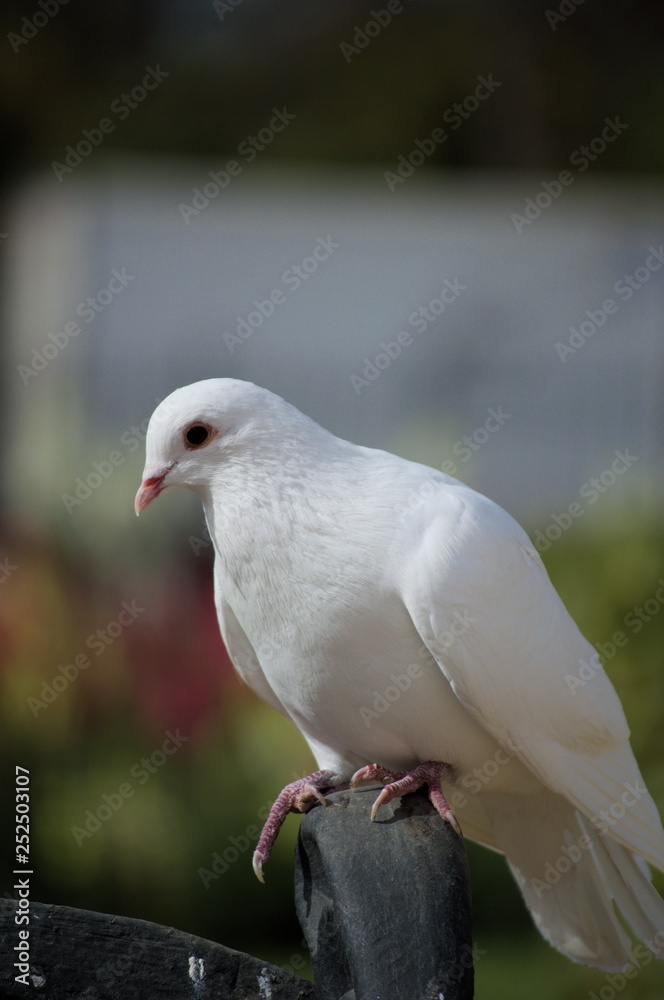 A dove at Parque de Maria Luisa, Seville A dove at Parque de Maria Luisa, Seville