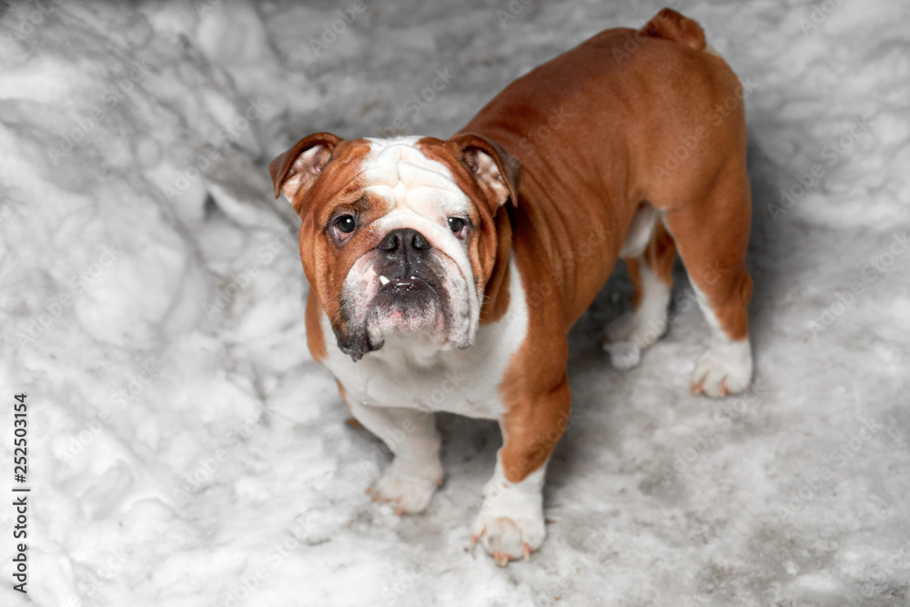Obraz premium english bulldog on snow night lighting