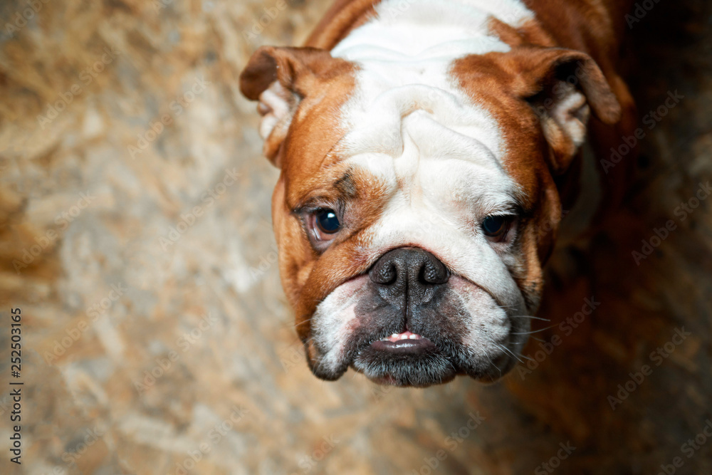 english bulldog looking at the camera english bulldog looking at the camera