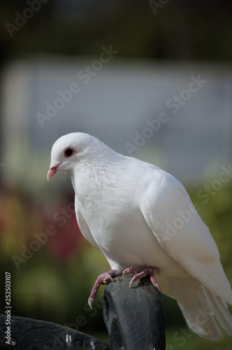 A dove at Parque de Maria Luisa, Seville