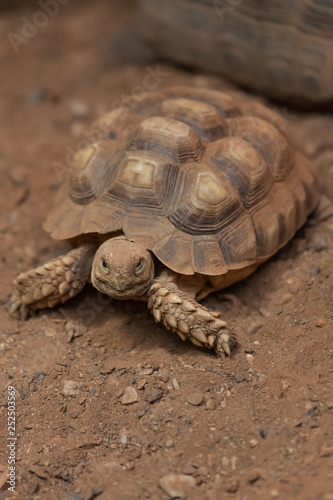 African Spurred Tortoise © tamifreed