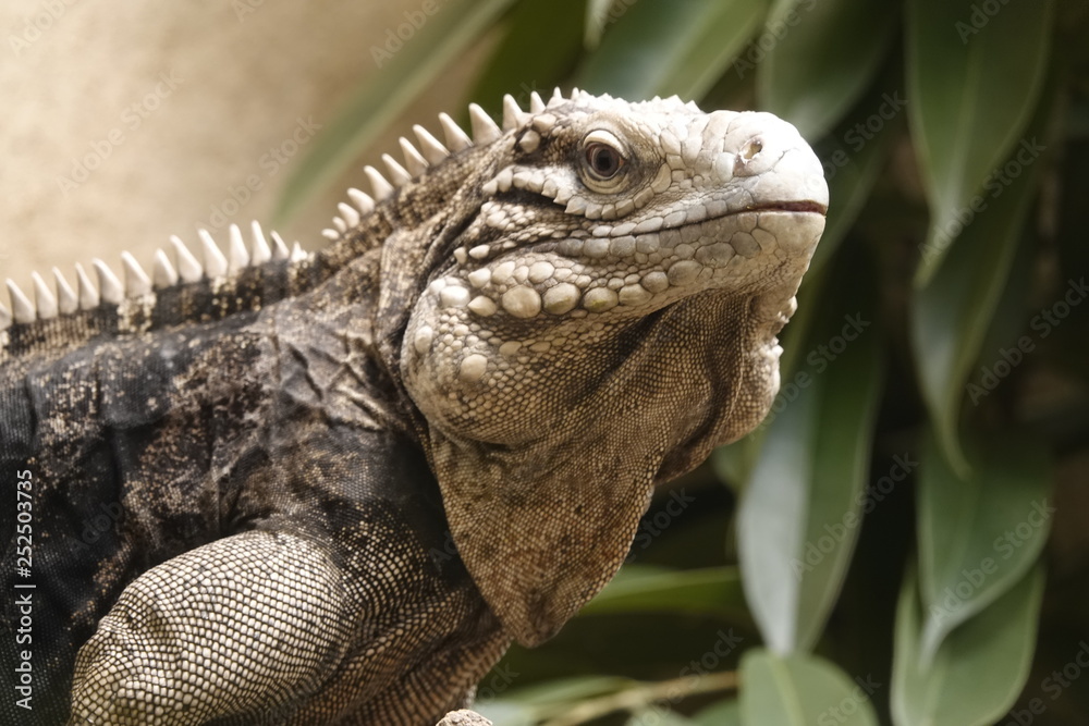 An iguana at the zoo in Antwerp. An iguana at the zoo in Antwerp.