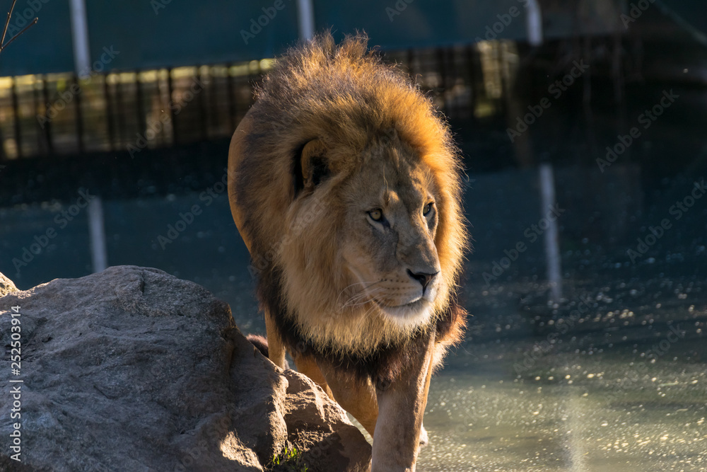 Naklejka premium Ein Löwe streift durch sein Revier