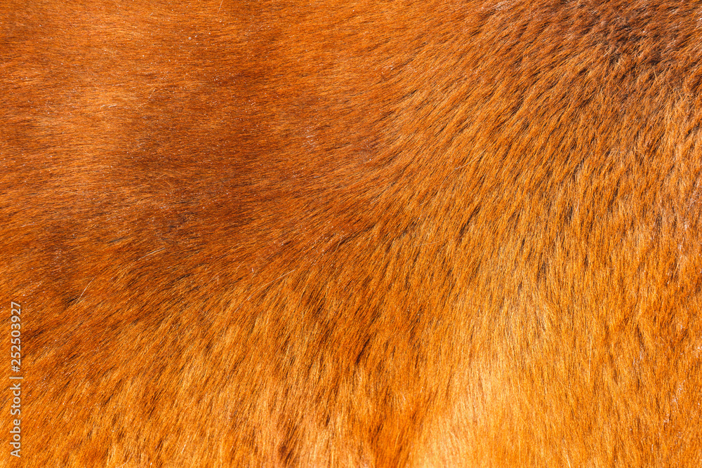 Texture of red horse's fur in the sun Texture of red horse's fur in the sun