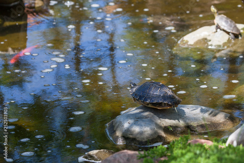 Red Eared Slider Turtle