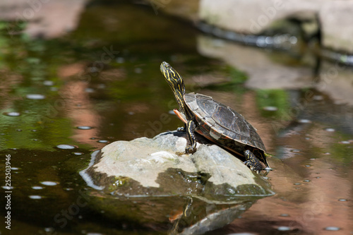Small Painted Turtle on a Rock