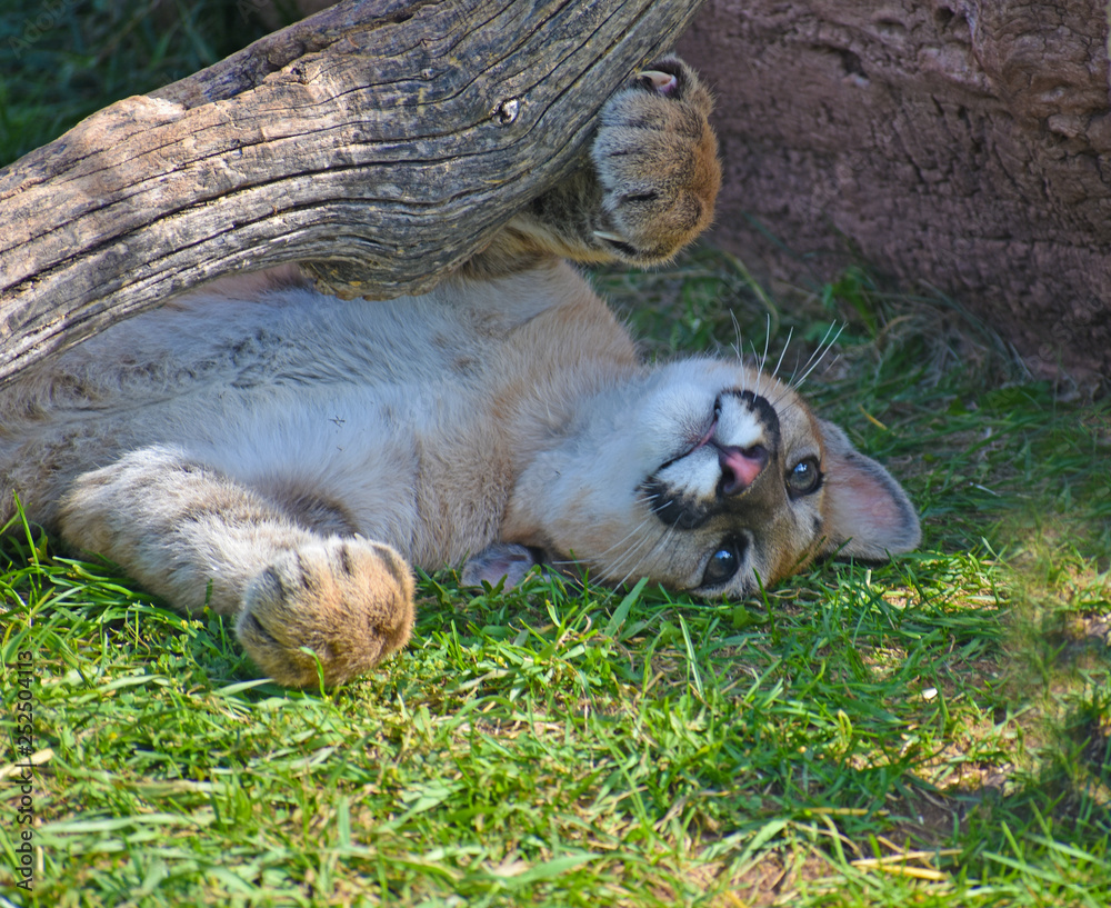 Naklejka premium Mountain Lion Resting