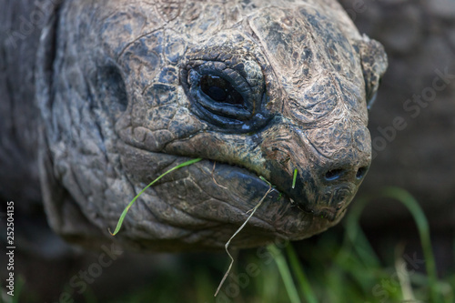 Giant Tortoise Face