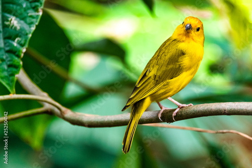 Yellow finch on branch 