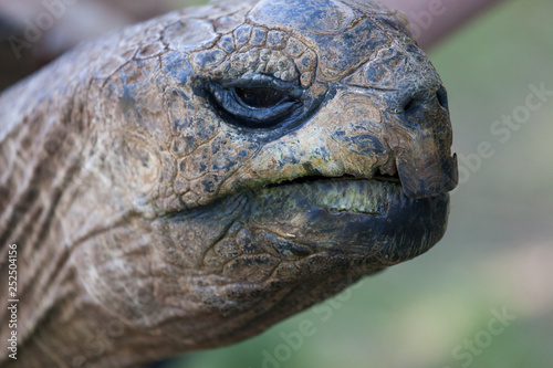 Giant Tortoise Portrait