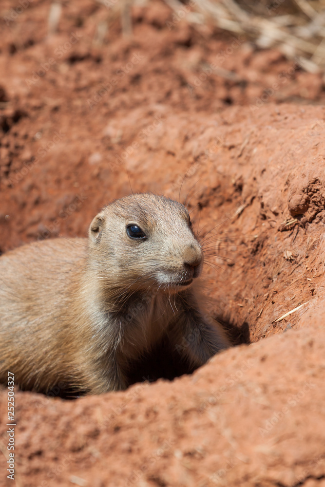 Fototapeta premium Cute Little Prairie Dog