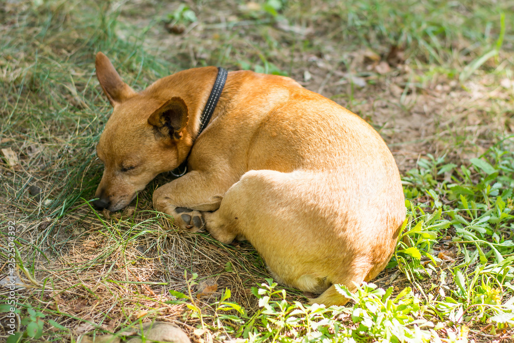 Dog breed miniature pinscher on the nature in the park in summer close-up Dog breed miniature pinscher on the nature in the park in summer close-up