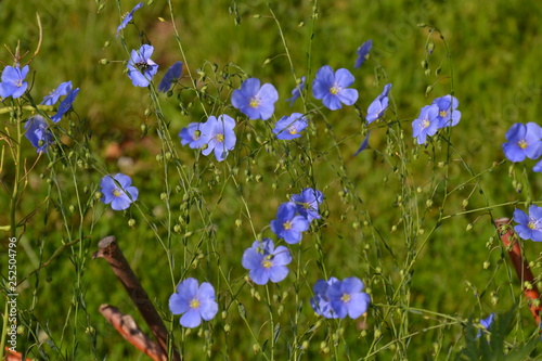 Flax flowers in a green garden photo