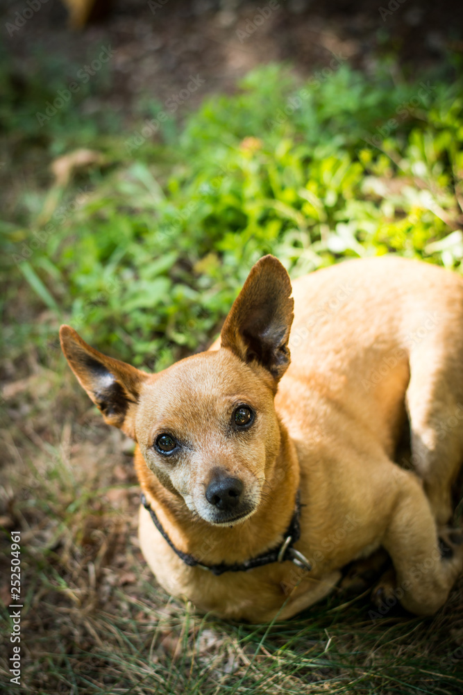 Dog breed miniature pinscher on the nature in the park in summer close-up