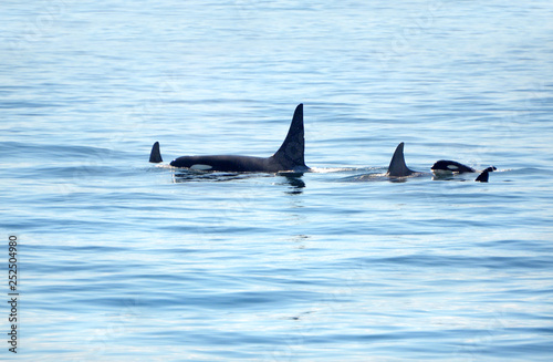 Pod of Orca Killer whale swimming, with a small baby calf whale following at the back, Victoria, Canada © birdiegal
