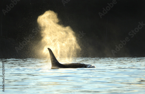 Orca Killer whale blowing with a dark backdrop. Evening silhouette photo
