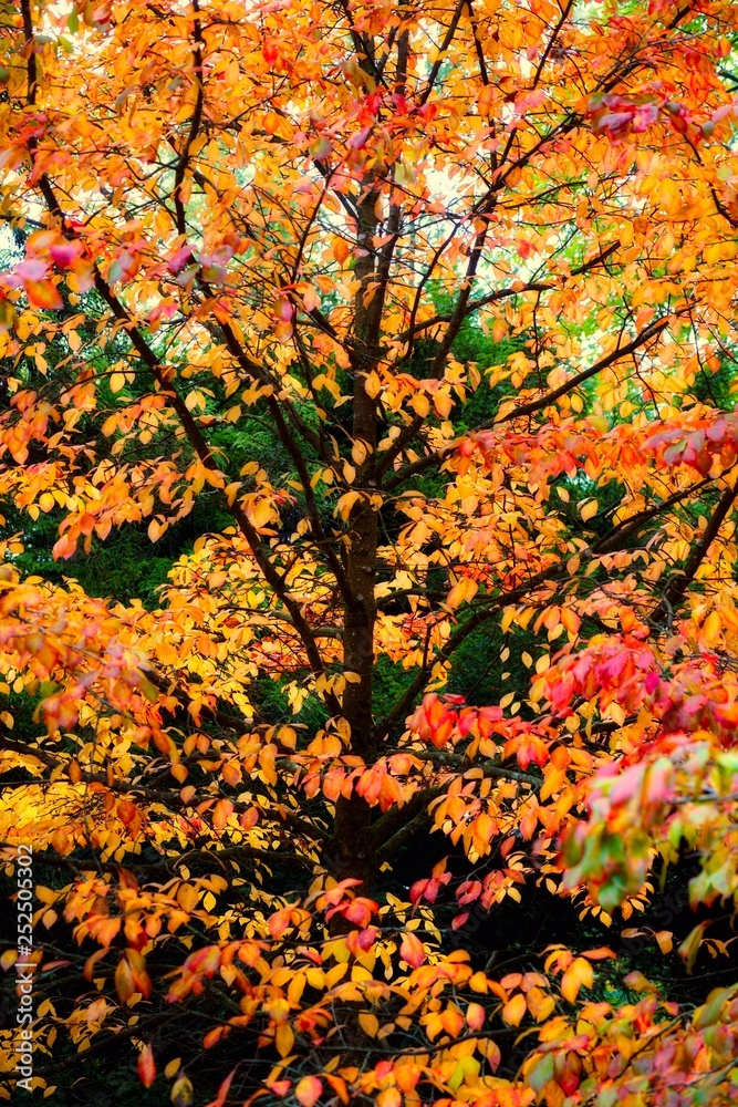 Autumnal trees Autumnal trees