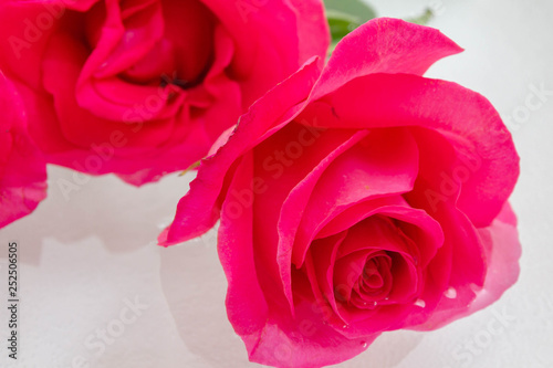 Big beautiful pink roses lie in the water