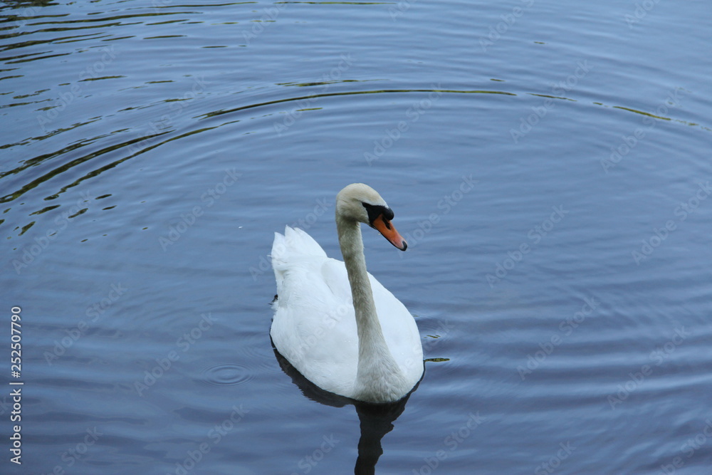 White Swan swims in the evening of summer in the dark water with folded large wings White Swan swims in the evening of summer in the dark water with folded large wings