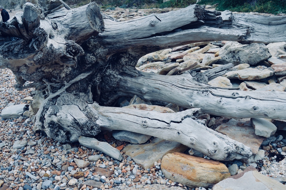 Fototapeta premium Dead Tree on Beach