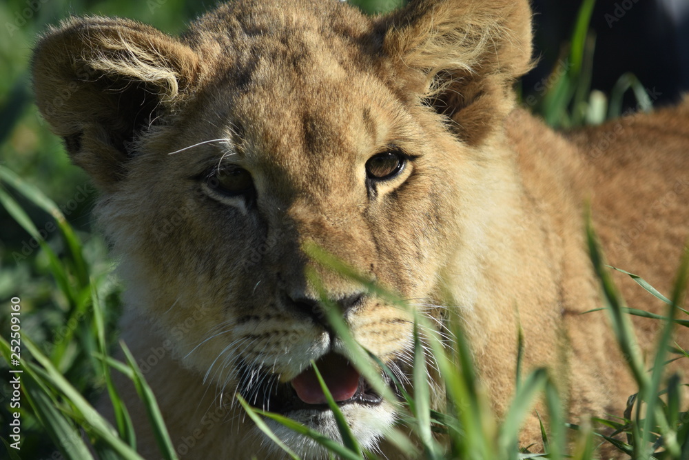 León salvaje de la sabana africana León salvaje de la sabana africana