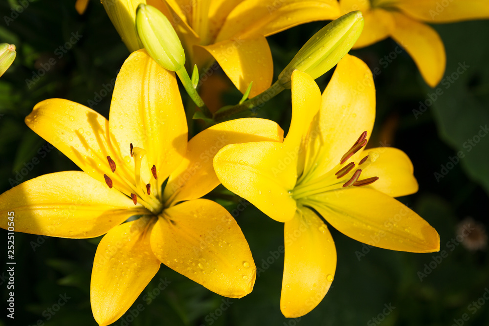View of bright lily flowering in the garden. Close up of lily flowers View of bright lily flowering in the garden. Close up of lily flowers