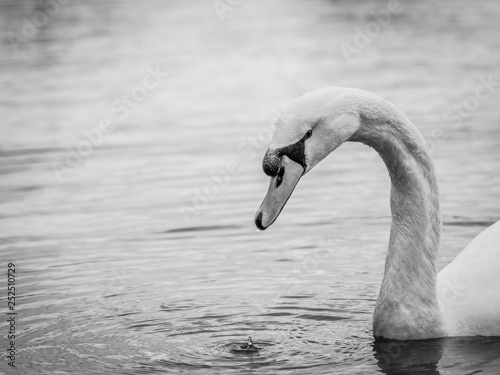 Swan 