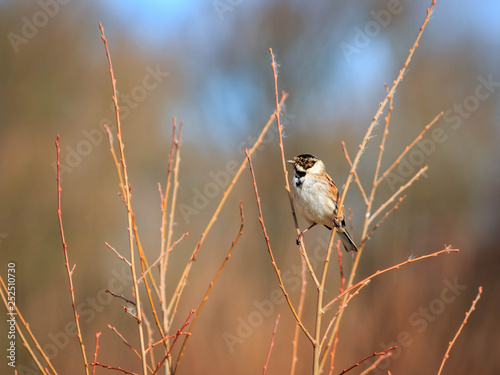 Reed bunting