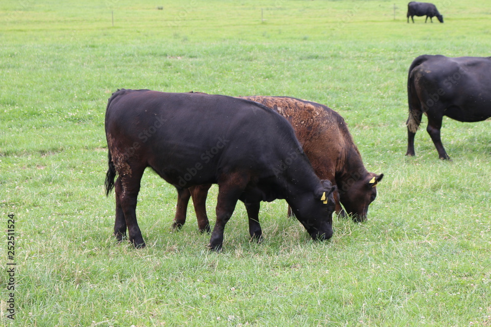 Vache suisse noire et brune