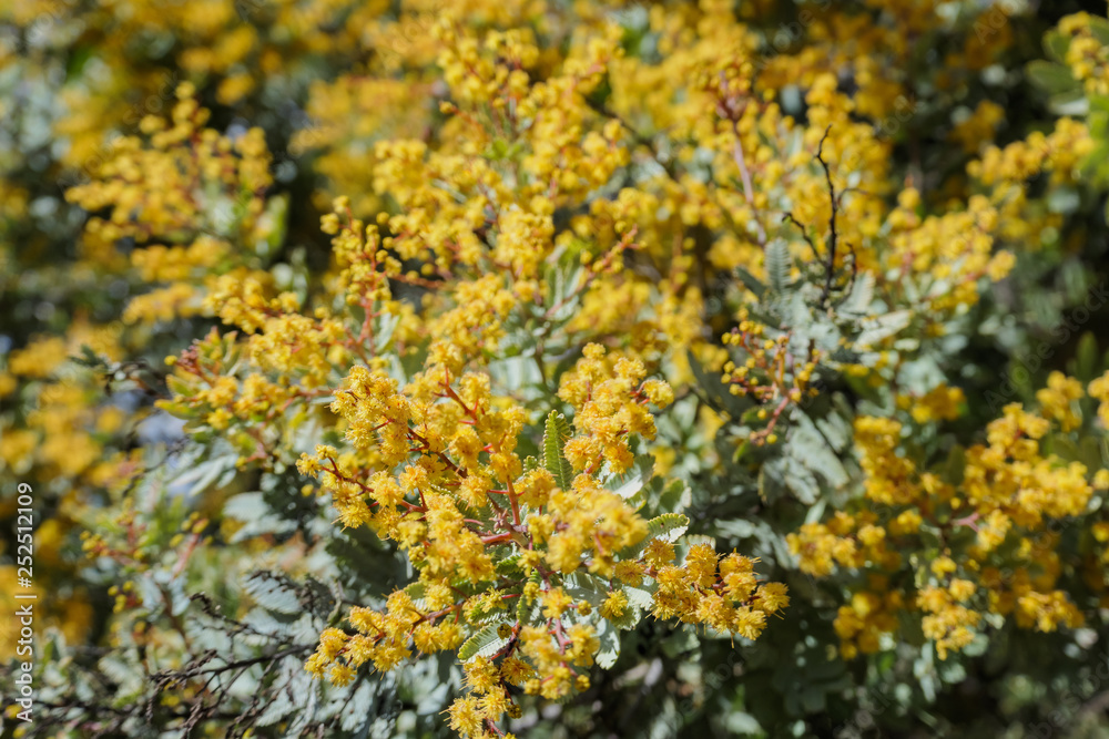 The beautiful Acacia chinchillensis (chinchilla wattle) blossom The beautiful Acacia chinchillensis (chinchilla wattle) blossom