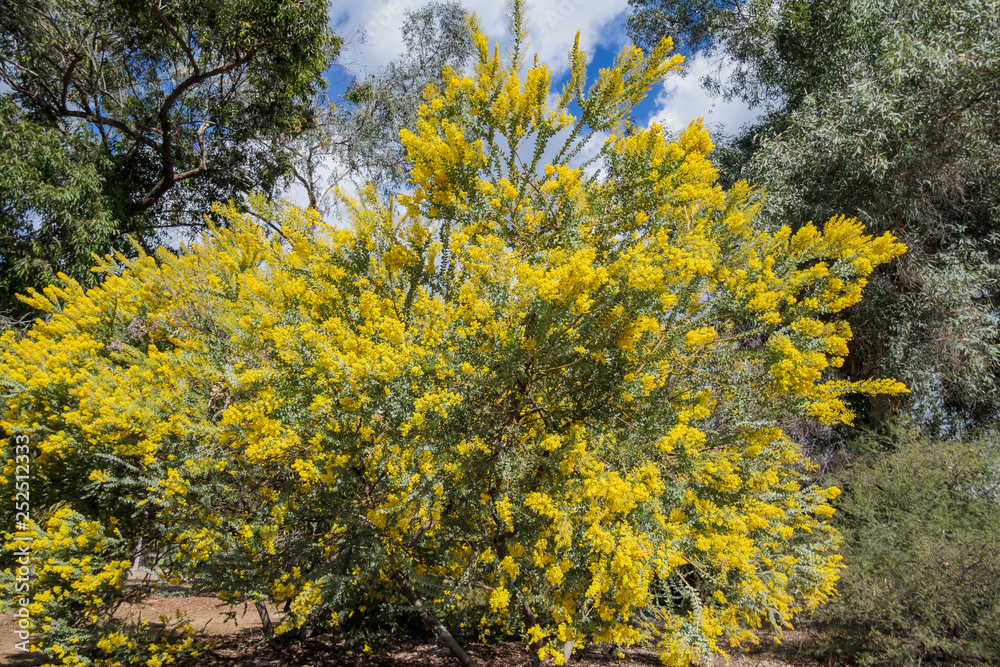 The beautiful Acacia chinchillensis (chinchilla wattle) blossom