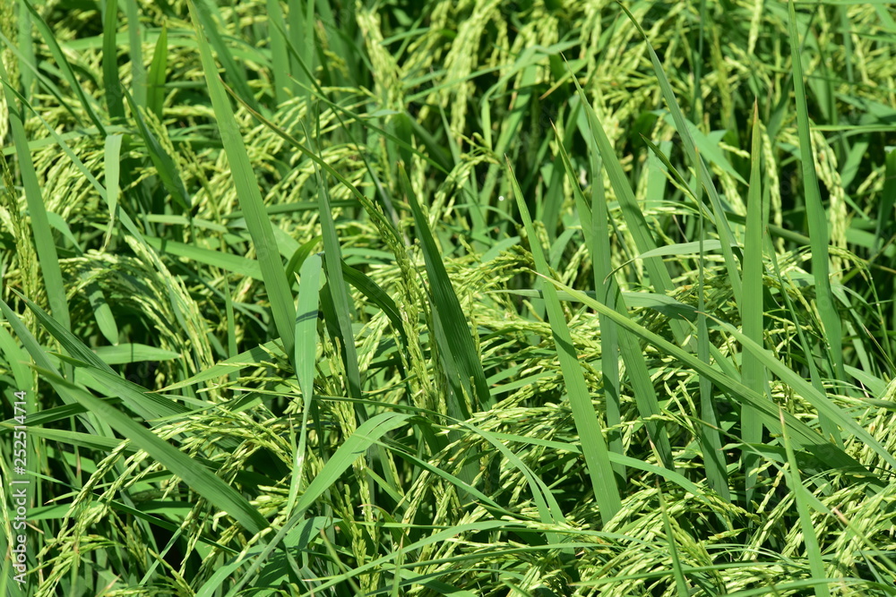 Green rice with wind blows beautifully. Use as background image. Green rice with wind blows beautifully. Use as background image.