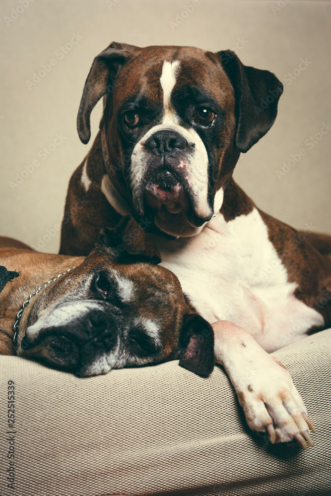 adorable portrait two big boxer dog adorable portrait two big boxer dog