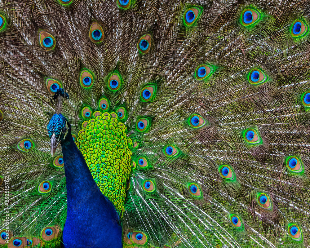Obraz premium Blue Peacock Displaying the Eyespots on his Tail Feathers