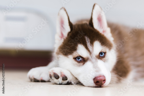 red siberian husky puppy with blue eyes