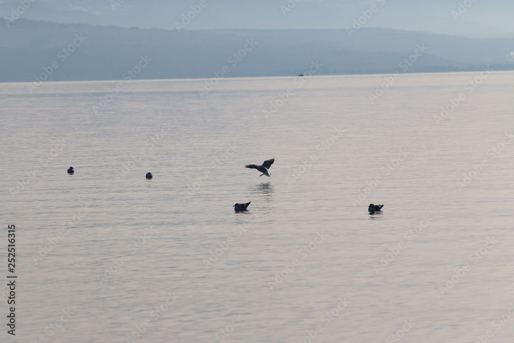 Mouette atterrissant sur le lac Mouette atterrissant sur le lac