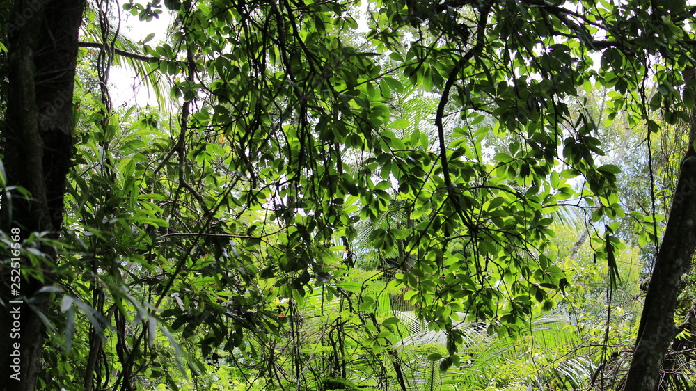 NATURE NATURE