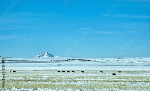 distant cattle on snowy field