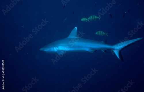 hai auf den malediven © fotobild40