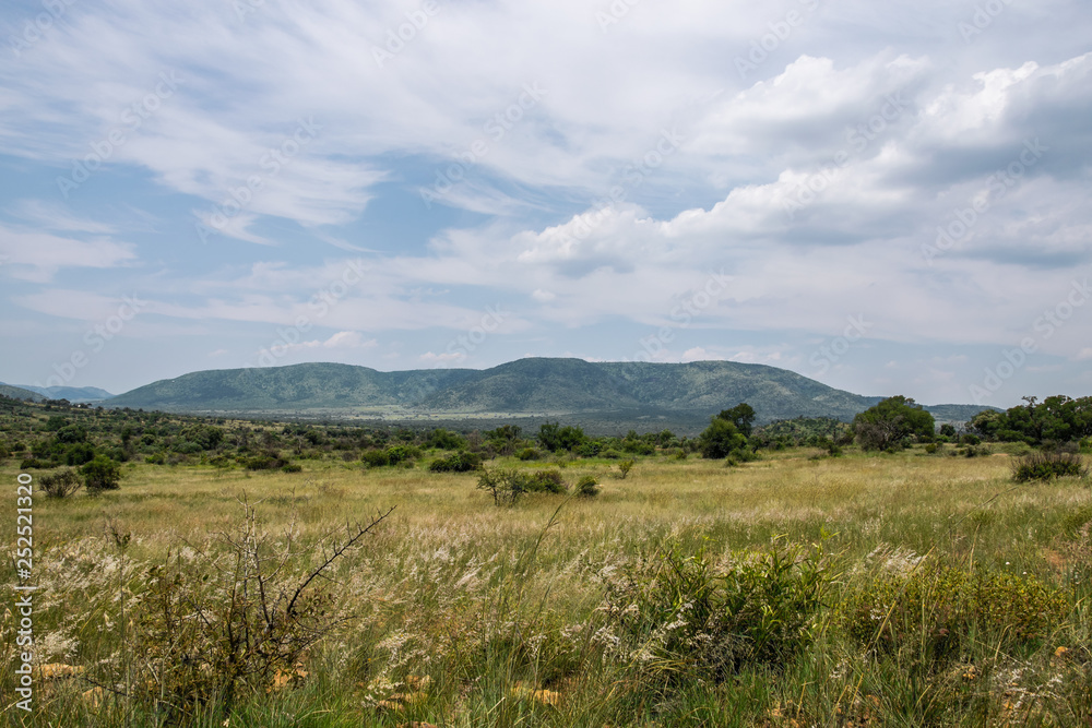 South African savanna during a hot summer day