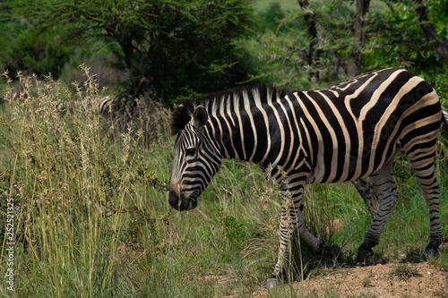 Zebra eating from a large patch of grass