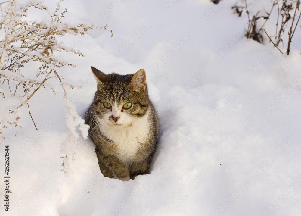 Funny gray tabby cat sitting in the deep snow