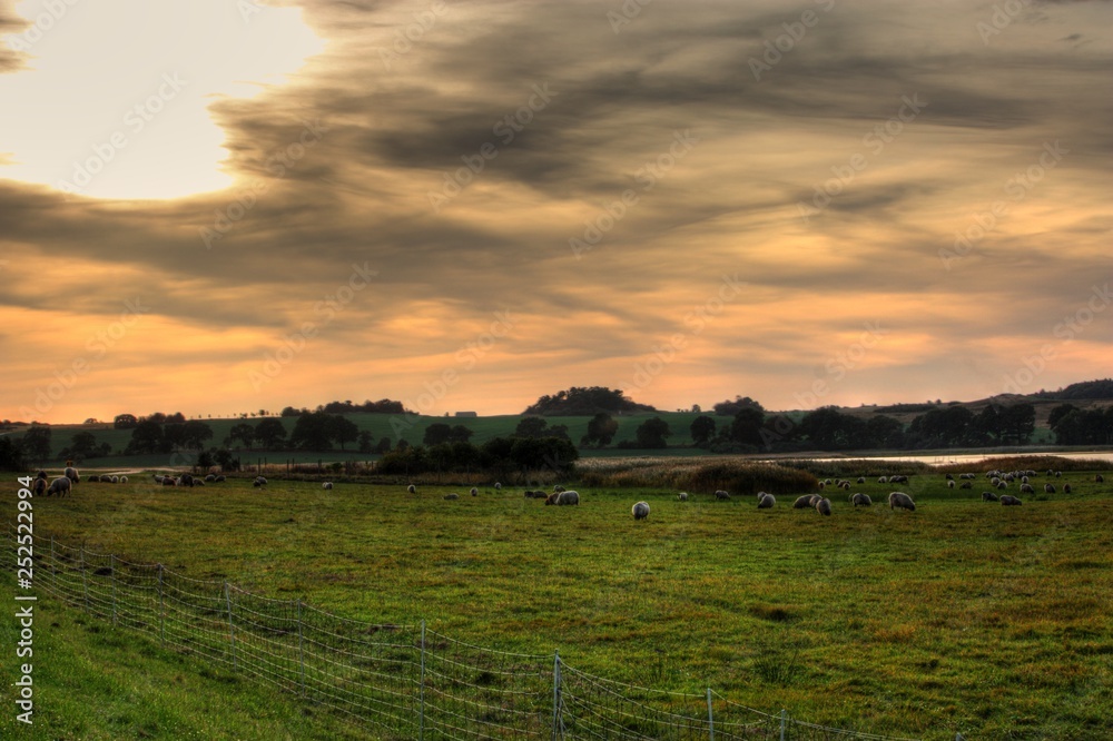 Landwirtschaft Grüne Wiese mit Schafen bei mystischem Sonnenuntergang