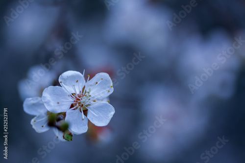 magic flower photo