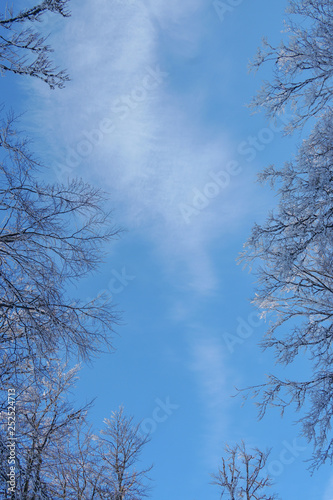 Winter tree in clouds