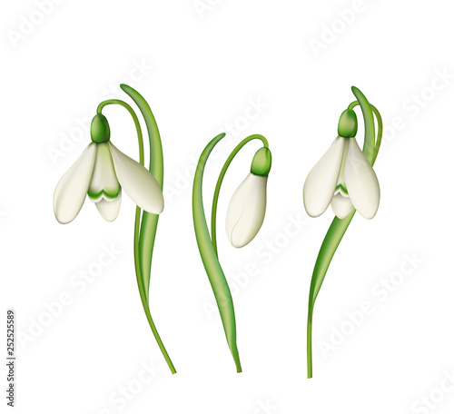 Schneeglöckchen Gruppe, Frühlingsblume,  Vektor Illustration isoliert auf weißem Hintergrund
